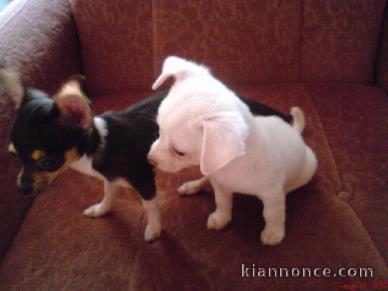 superbes chiots chihuahua disponible