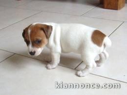 impecables chiots jack russell