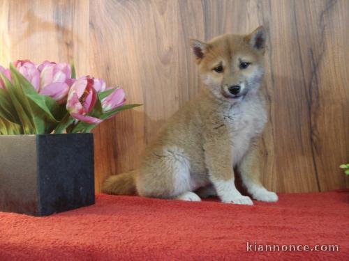 disponible deux chiots type shiba inu  