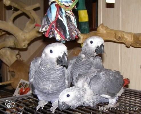 Perroquet gris du Gabon ( mâle )