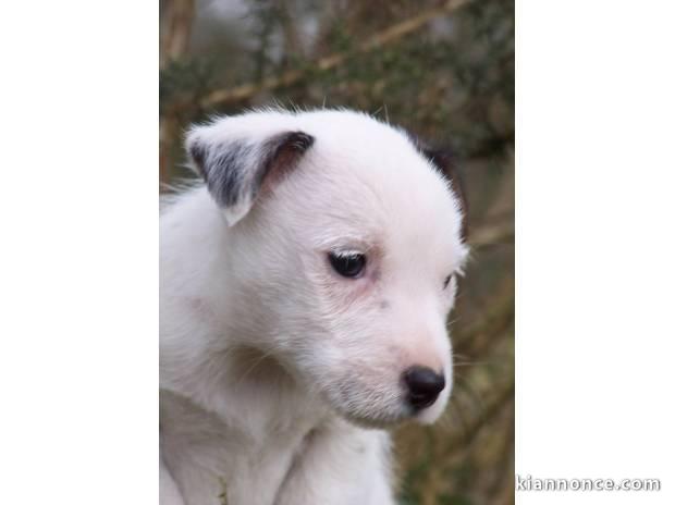 Adorable chiot mâle type jack Russell 