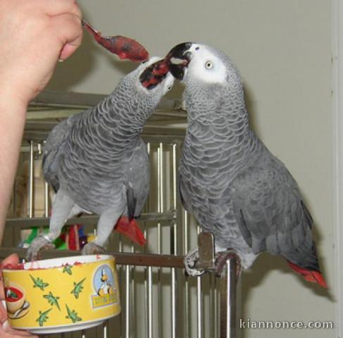 Magnifique couple de perroquets gris du Gabon