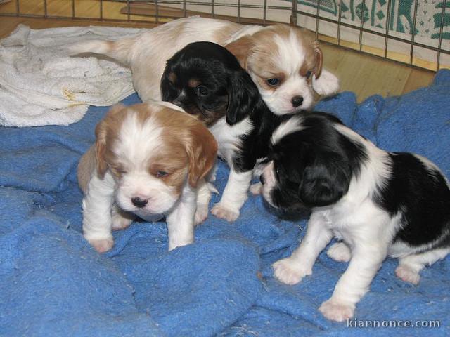 donne chiots cavalier king charles pure race .