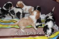 Donne 5 Chiots Cavalier King Charles