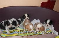  5 Chiots Cavalier King Charles pour adoption 