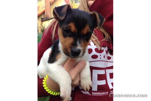 4 chiots type jack jack Russell a vendre