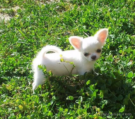 chiot type chihuahua Femelle
