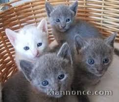 chaton bleu russe a donner