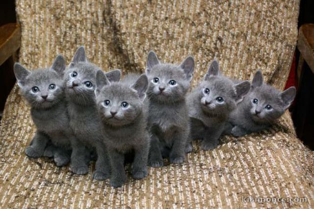 chatons bleu russe a donner