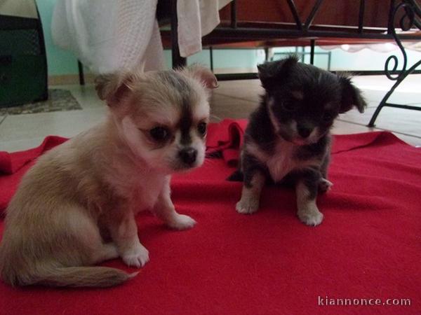 Chiots type chihuahua