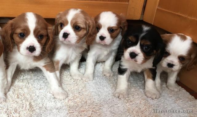chiot type cavalier king charles