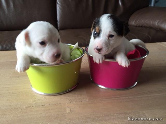 CHIOTS JACK RUSSELL TERRIER