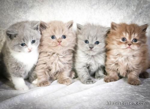 Superbes Chatons British Shorthair Pure Race LOOF