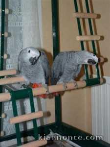 Couple de perroquet gris du gabon 
