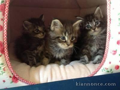 Incroyable chatons Maine Coon Pure Race