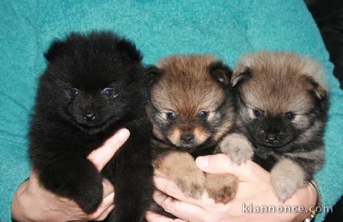 5 Adorable Spitz Allemand Nain,Pure Race