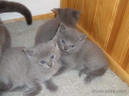 5 chatons Pure Race chartreux à réserver pour adoption