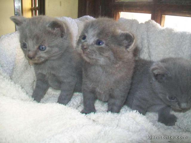 Très Mignons Type Chatons chartreux Loof
