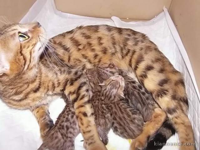 5 magnifiques chatons bengals, trois femelles et deux mâles