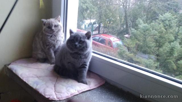 Magnifiques chatons British Shorthair pour compagnie
