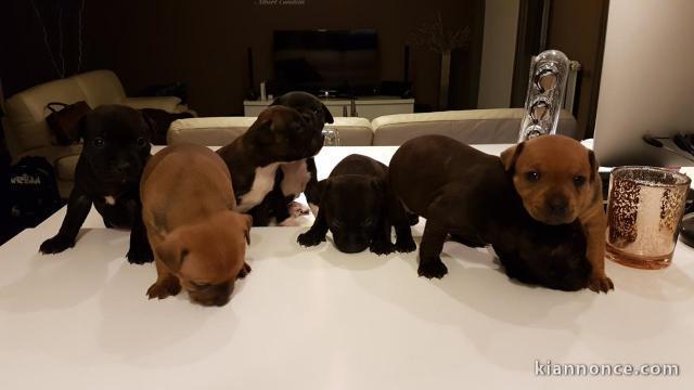Chiots Staffordshire bull terriers lof ,excellent pedigree 