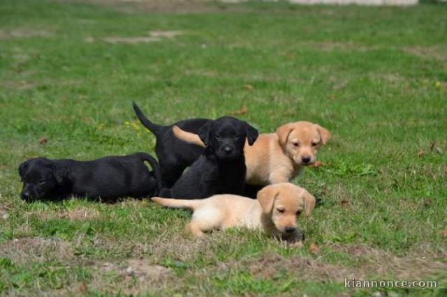 A réserver pour adoption 8 chiots labradors inscrits au LOF