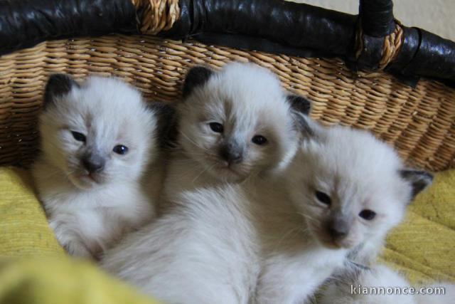Magnifiques chatons type siamois disponible