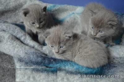 Adorables Chatons chartreux loof