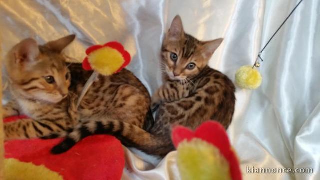 Chatons Bengal LOOF Brown Tabby rosettes fermées 