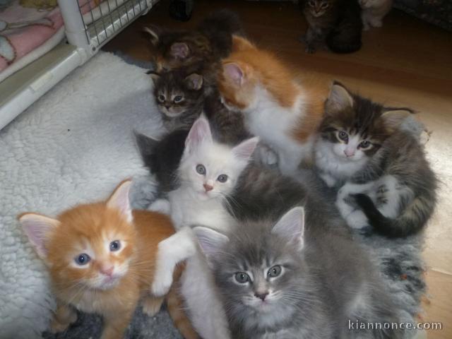donne chatons main coon pour adoption