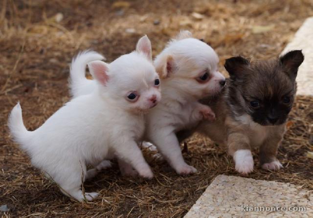 Adorables bébés chihuahua pure race