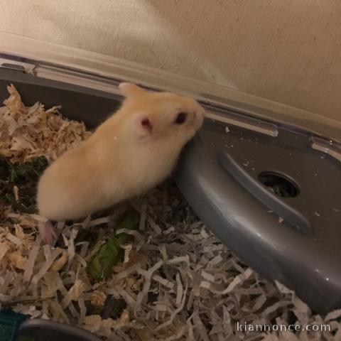 Le beau hamster nain Tame nécessite une maison amoureuse