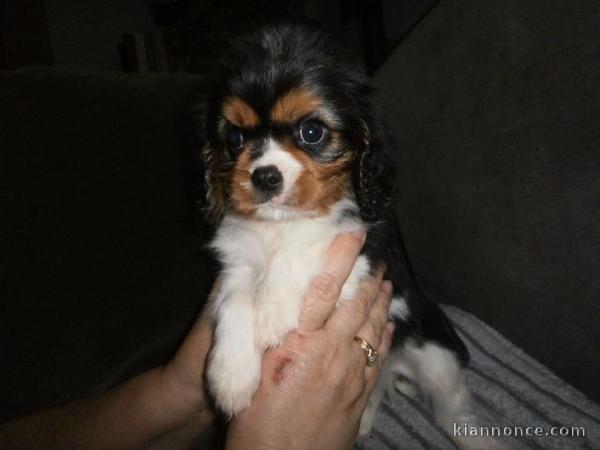 Chiot Cavalier King Charles femelle disponible