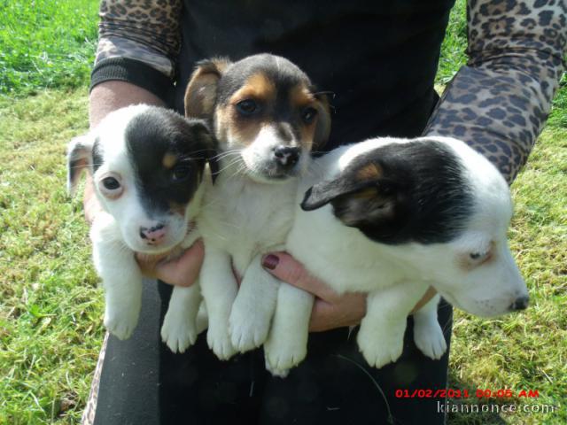 Magnifiques chiots type Jack Russell terrier