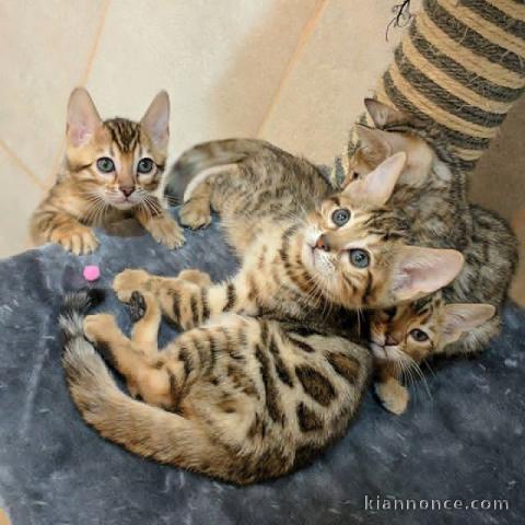 magnifique chatons Bengal