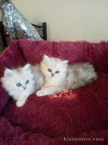 Chatons Persan A Donner A Vendre A Vannes Loisirs Animaux