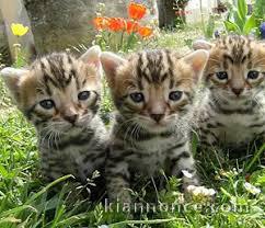 donne Magnifique chatons Bengale 