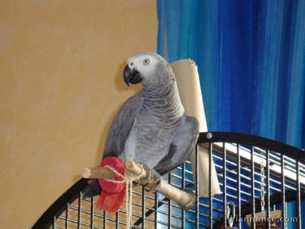 Bébé perroquet gris du Gabon femelle