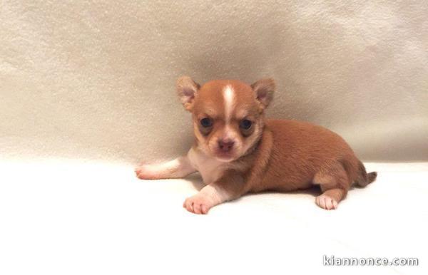 A donner chiot chihuahua
