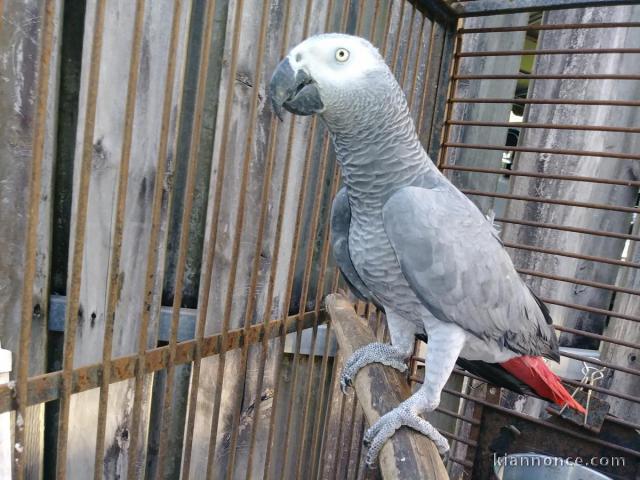 Perroquet Gris du Gabon Mâle 2 ans 