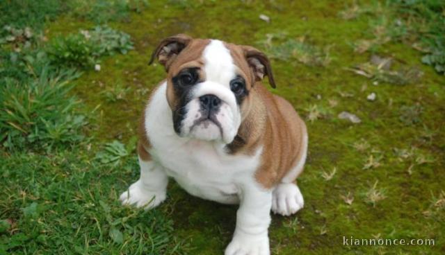 Adorable Bb Chiot  bulldog anglais