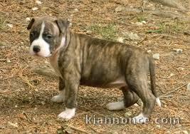 Adorable chiot american staffordshire terrier