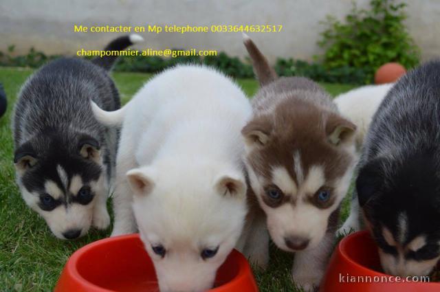  Donne  chiots husky sibérien 0644632517