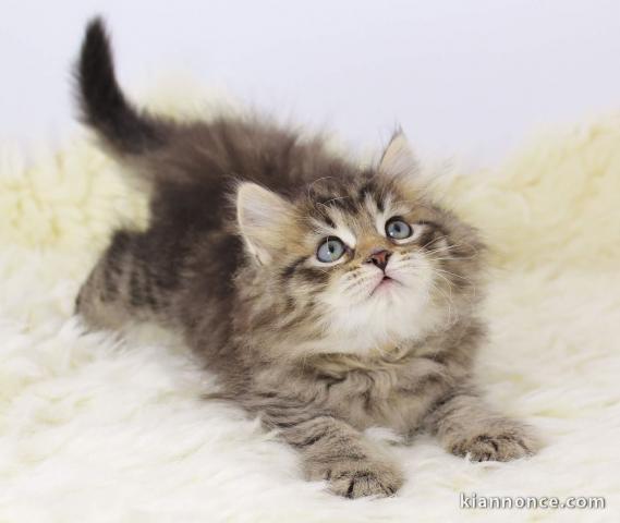 magnifiques chatons siberien disponible de suite