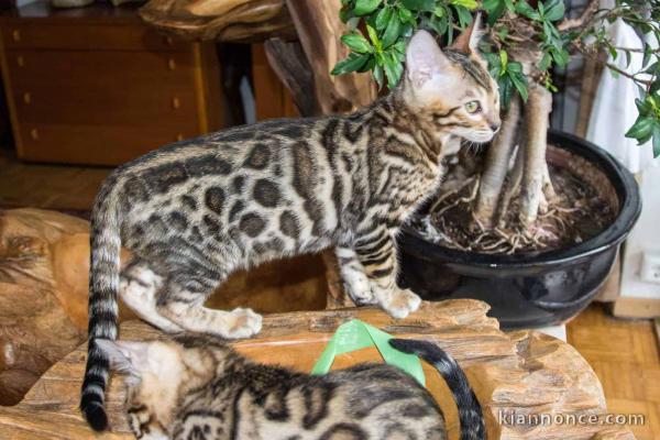 Chatons Bengal Pure Race