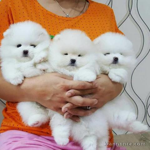 Chiots Type spitz nain pour famille