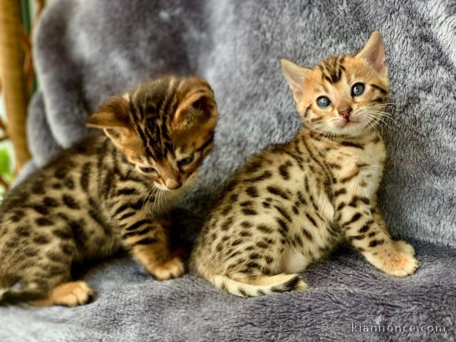 Merveilleux chatons Bengal
