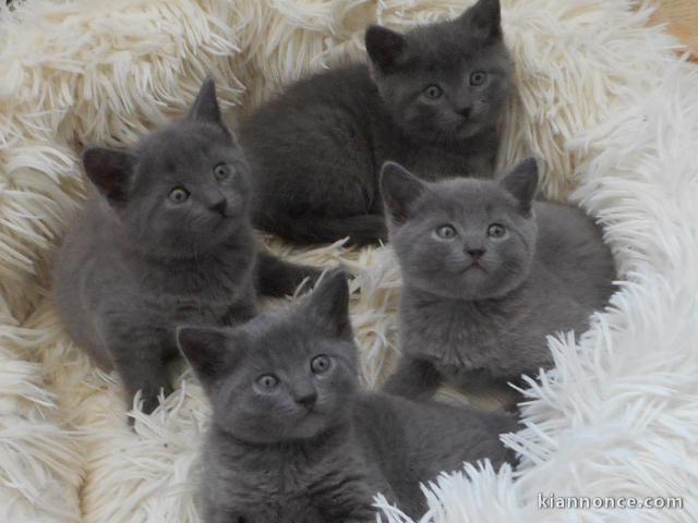 adorables chatons chartreux