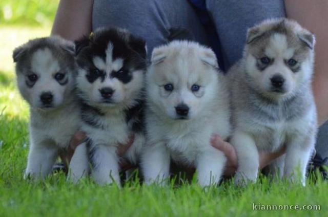 Superbes Chiots Siberian Husky Pure Race