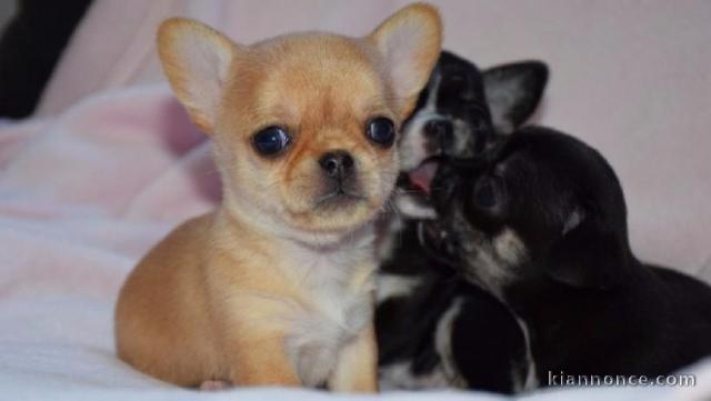 Superbes Chiots Chihuahua Pure Race 